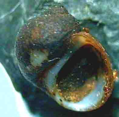 Lithoglipohus naticoides-mal.jpg