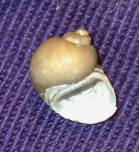 Lithoglyphus nat..jpg