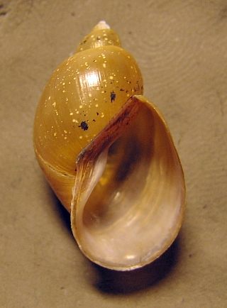 Lymnaea_fulva_2.jpg