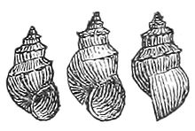 220px-Pyrgophorus_spinosus_shell.jpg