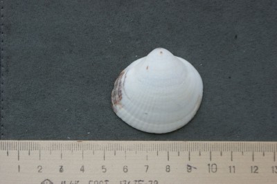 DSC01342.JPG