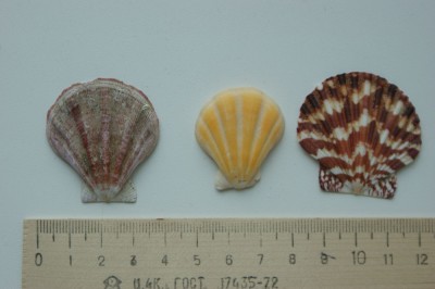 DSC01356.JPG
