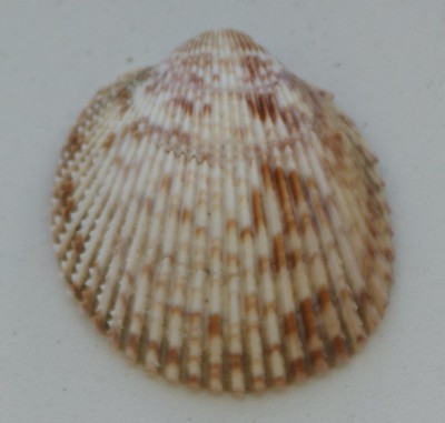 DSC01445-2.jpg
