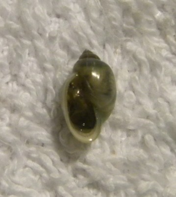 Physella (Costatella) sp..jpg