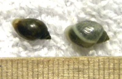 Physella integra & Ph. sp..jpg