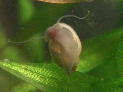 Physella (Costatella) sp.2.jpg
