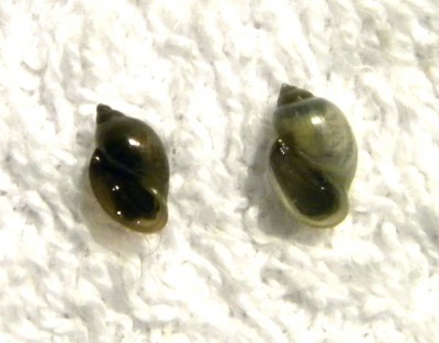 Ph. integra & Ph. sp..jpg