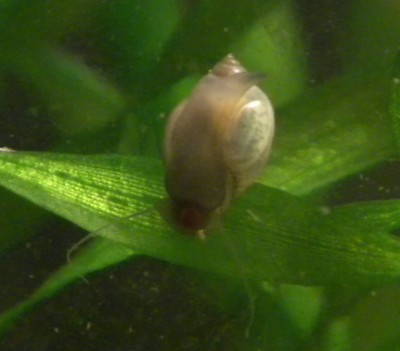 Physella (Costatella) sp.3.jpg